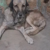 پژدر ماده نسل حسین کردلر