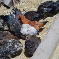 مرغ و خروس شش ماهه