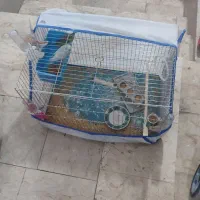 مرغ عشق
