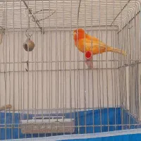 قناری ردفاکتو نروماده  شلاقی