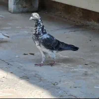 کاشانی.طوقی . دمسفید