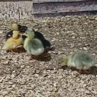 جوجه غاز یک روزه تا ۱۲ روزه موجوده