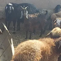 ۳عدد بز پاکستانی شکم اول|حیوانات مزرعه|اسفراین, |دیوار