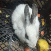 خرگوش بازی گوش