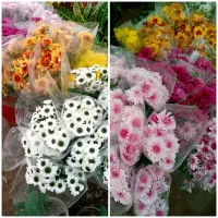 گل رز طبیعی|گل و گیاه طبیعی|بیرجند, |دیوار