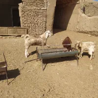 بزغاله نر|حیوانات مزرعه|فردوس (خراسان), |دیوار