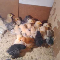 فروش مرغ و جوجه برهما و سسار،،و دستگاه جوجه کشی|حیوانات مزرعه|مشگین شهر, |دیوار