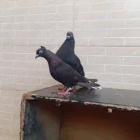 اشعل سیاه واکسی