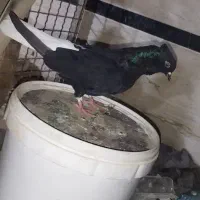 دم سفید|پرنده|حمیدیه, |دیوار