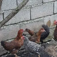 خروس محلی و جوجه|حیوانات مزرعه|رودبنه, |دیوار