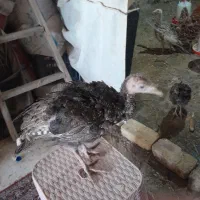 ۴عدد بوقلمون|حیوانات مزرعه|چهارباغ, |دیوار