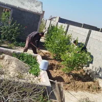 امورباغبانی و خونه باغ و باغات نخل|خدمات باغبانی و درختکاری|بوشهر, |دیوار