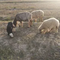 میش وبره