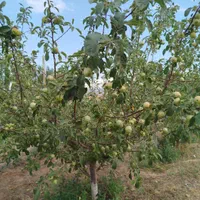 باغ به متراژ ۲۰۰۰متر در شربیان|فروش خانه و ویلا|مهربان, |دیوار