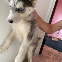 توله سگ|سگ|مشهد, استاد یوسفی (شهرک غرب)|دیوار