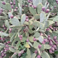 میوه کاکتوس