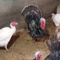 ۱۱تا بوقلمون ۶تا نر ۵تا ماده|حیوانات مزرعه|مشهد, تبادکان|دیوار