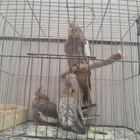 عروس هلندی|پرنده|قزوین, |دیوار