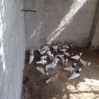 کبوتر|پرنده|نورآباد ممسنی, |دیوار