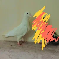 مادع دمگیر|حیوانات|اصفهان, منتظرالمهدی|دیوار