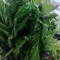 استخدام خانوم جهت کار در ساندویجی سیار