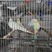 عروس هلندی خانگی|پرنده|بندر انزلی, زنبق|دیوار