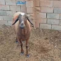 فوری|حیوانات مزرعه|قائن, |دیوار