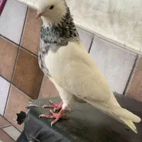 کفتر|پرنده|دورود, |دیوار