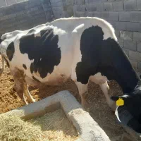 گاو وگوساله نر|حیوانات مزرعه|فلارد, |دیوار