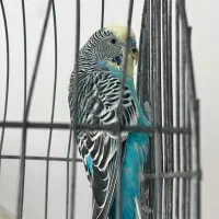 مرغ عشق|پرنده|پیرانشهر, |دیوار