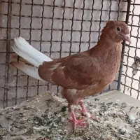 قوره ای و دم سفید و المانی (کفتر)|پرنده|بیرجند, |دیوار
