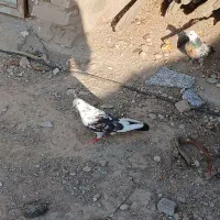 کبوتر فراری|پرنده|تهران, بهارستان|دیوار