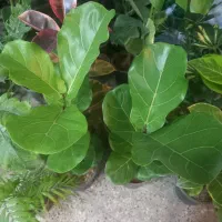 حراج باقی مانده گلهای اپارتمانی فقط ۱۵۰|گل و گیاه طبیعی|شهرکرد, |دیوار