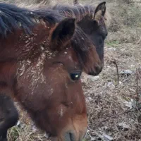 فروش|حیوانات مزرعه|لاهیجان, لیل|دیوار