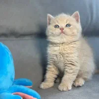 مجموعه گربه های ایران کتز