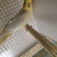 جفت عروس هلندی