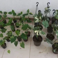 فروش بابا آدم ابلق و مانسترای ابلق|گل و گیاه طبیعی|تهران, آهنگ|دیوار