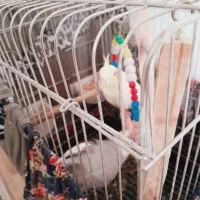 عروس هلندی جفت|پرنده|ری, بازار آهن|دیوار