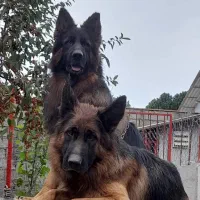 ژرمن شپرد مو بلند بلک فیس|سگ|شاهدشهر, |دیوار