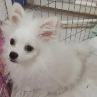 پامر خرسی ۸ ماهه جا دستشویی بلده واکسن خورده کامل