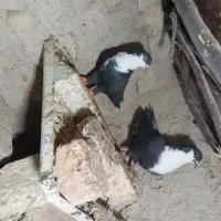 نرو ماده ریش و نرو ماده ابلغ