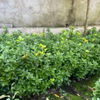 شمشاد زمینی