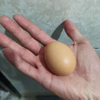 تخم مرغ محلی خاص و کاملا طبیعی|خوردنی و آشامیدنی|مشهد, سپاد|دیوار