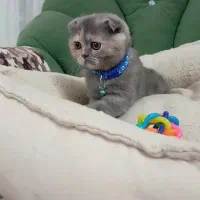 اسکاتیش فولد(گوش خمیده)|گربه|مشهد, بهشت|دیوار