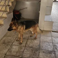 واگذاری سگ ژرمن