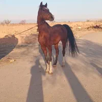 اسب|اسب و تجهیزات اسب‌سواری|اسفرورین, |دیوار