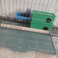 قفس با تمام وسایل ارزان|لوازم جانبی حیوانات|بوکان, |دیوار