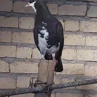 شهری تمام دم،بدرنگ، ماده
