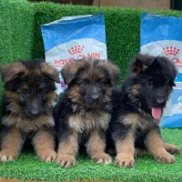 توله ژرمن سک ژرمن توله اصیل