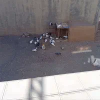 ۳۲تاکفترپرشی وجفتگاه ارزون|پرنده|سبزوار, هویزه|دیوار